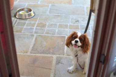 Şövalye Kral Charles Spaniel