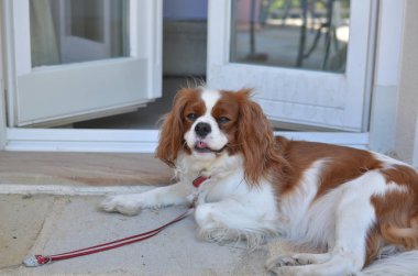 Bir balkonda güzel Cavi