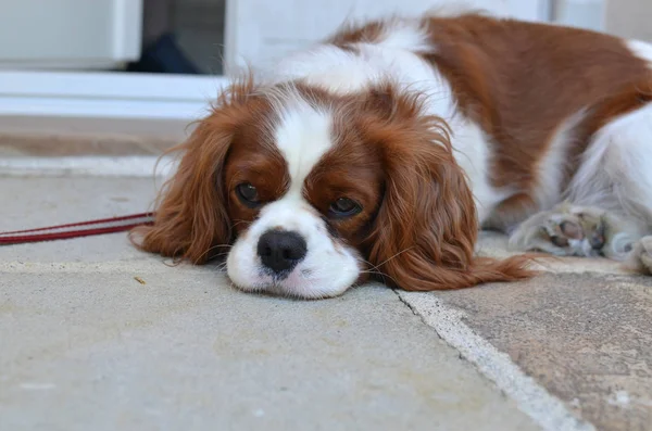 Çok güzel Cavalier King Charles