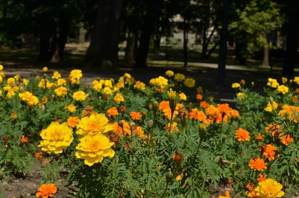 Цветы в общественном парке — стоковое фото