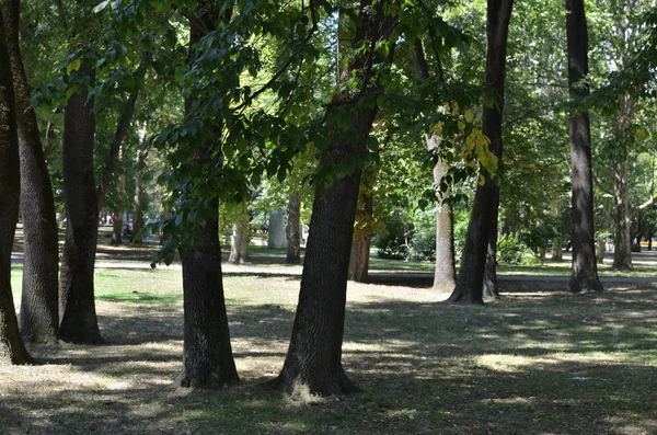 Stromy ve veřejném parku — Stock fotografie