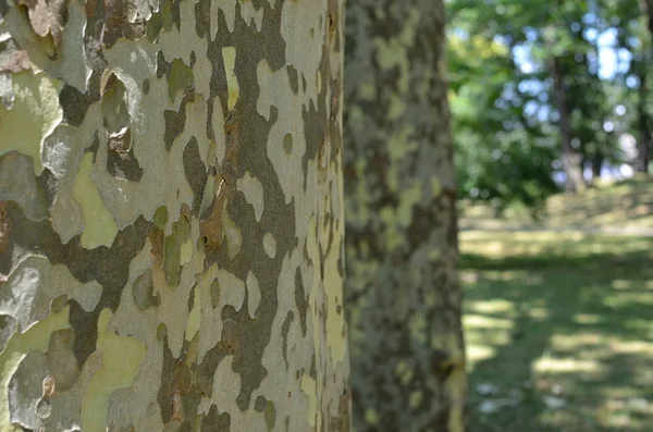 公園に 2 つの木 — ストック写真