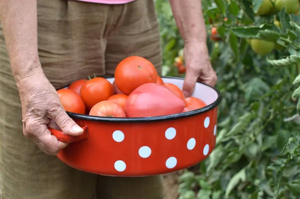 Conservación de tomates cosechados — Foto de Stock