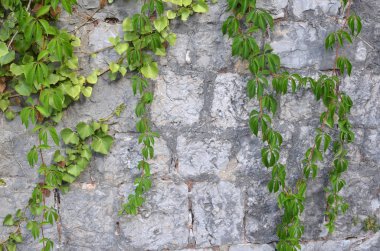 Yeşil yapraklı taş duvar