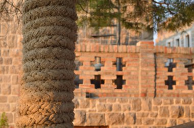 Palmiye ağacı gövde ayrıntılı