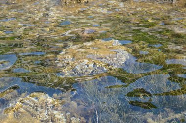 Yosun deniz altındaki