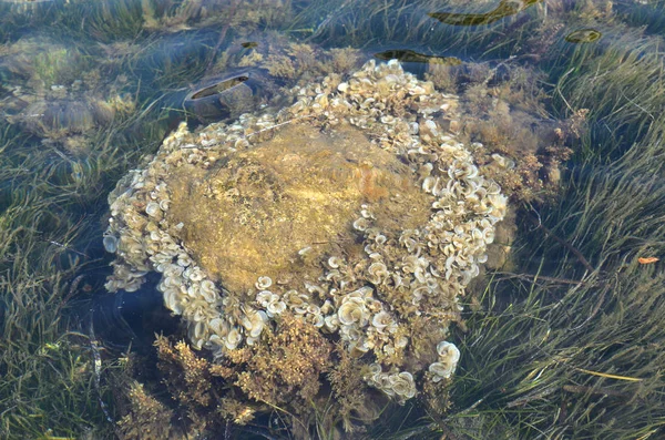 Морські водорості на скелі — стокове фото
