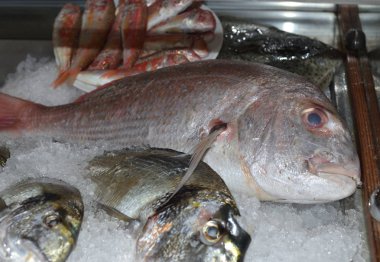 Deniz balığı türlü