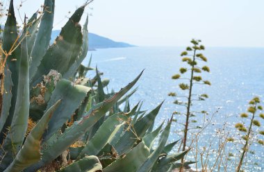Kıyı bitki ve deniz