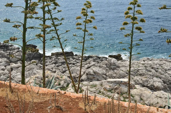 Wild plants, rocks and sea