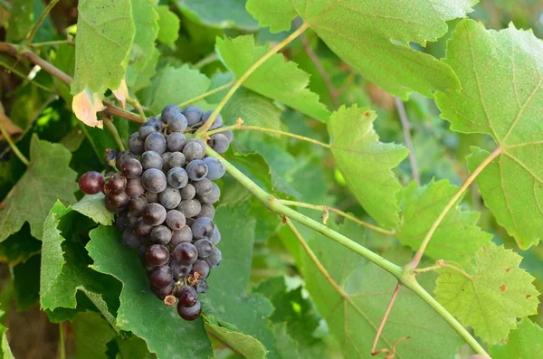 Szőlő szőlőn — Stock Fotó
