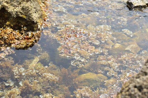 Las algas en el fondo del mar —  Fotos de Stock