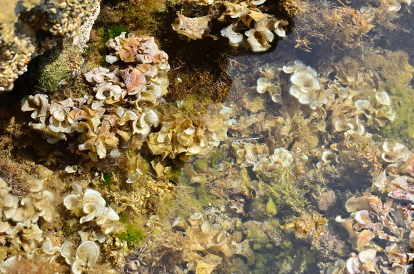 Las algas en el fondo del mar —  Fotos de Stock