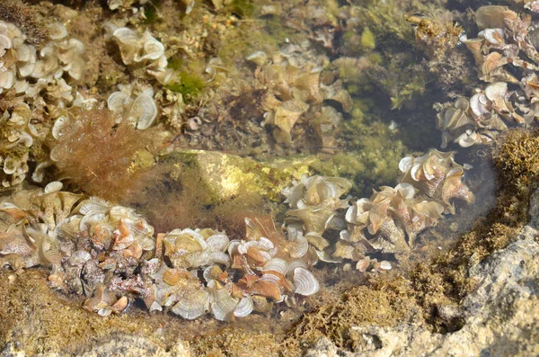 Las algas en el fondo del mar —  Fotos de Stock