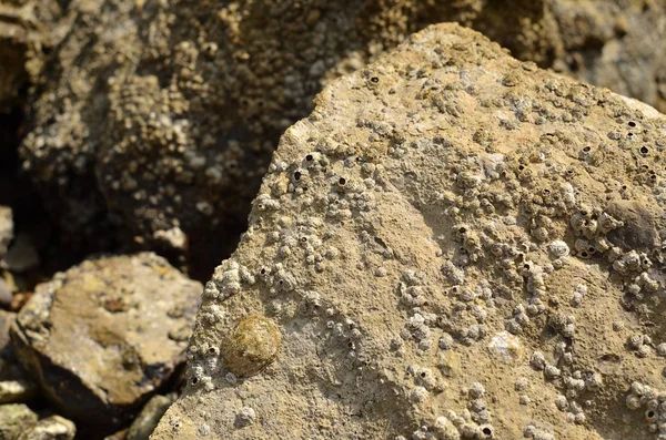 カサガイの海の岩 — ストック写真