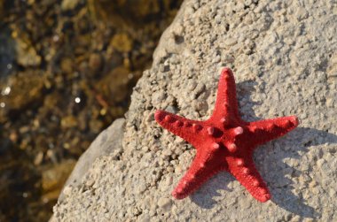 Kızıl Deniz yıldızı