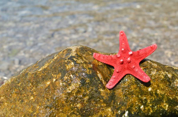 Red sea star on a rock