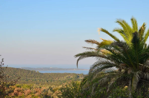 Palmiye ağacı ve bir deniz manzarası — Stok fotoğraf