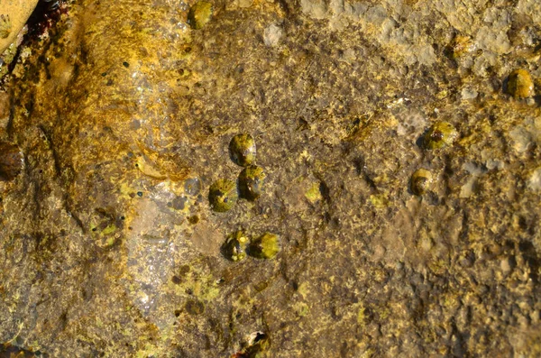 Pedra com vislumbres — Fotografia de Stock