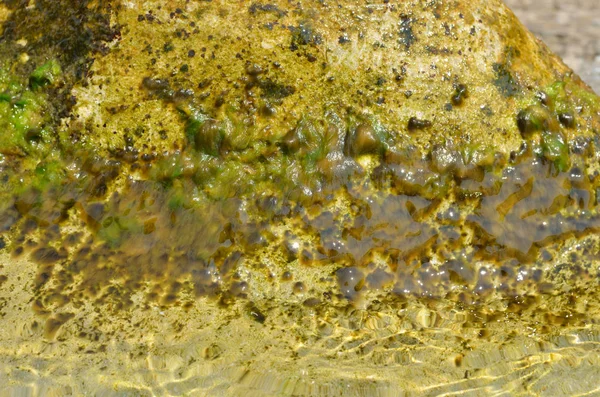 Rochas marinhas húmidas — Fotografia de Stock
