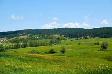 Dağ arazisi ve kozalaklı ağaçlar