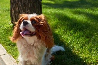 Şövalye Kral Charles Spaniel