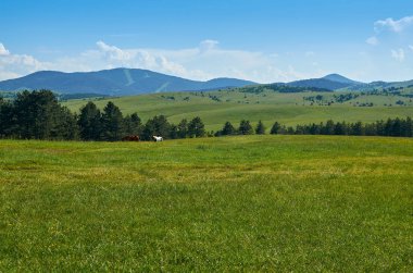 Zlatibor dağın manzara