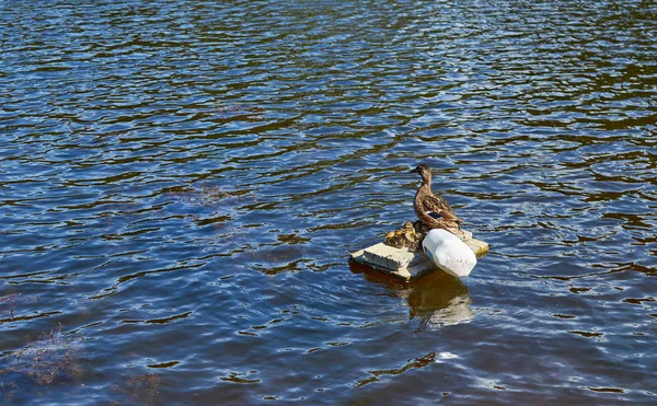 Ente und Entchen — Stockfoto