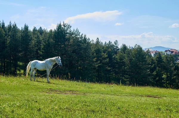 Кінь на полі навесні — стокове фото