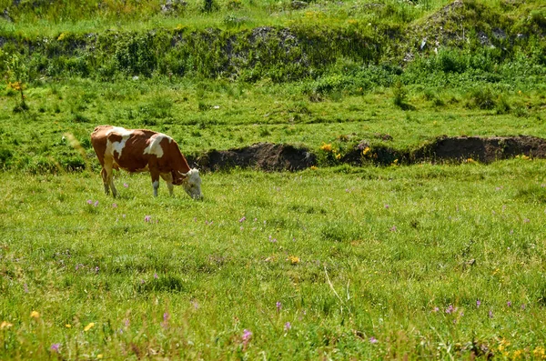 Krowa na pastwisku — Zdjęcie stockowe