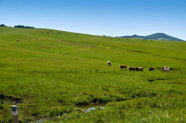 Cows grazing on pasture — Stock Photo, Image