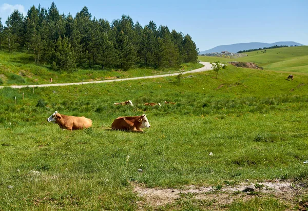 Krów pasących się na pole — Zdjęcie stockowe