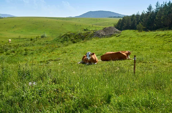 Mucche al pascolo su un campo — Foto Stock