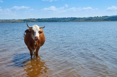 Yazın gölde ferahlatan bir çanı olan inek.