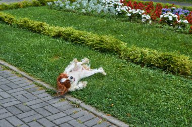 Halk parkında çimlerde yuvarlanan sevimli köpek.