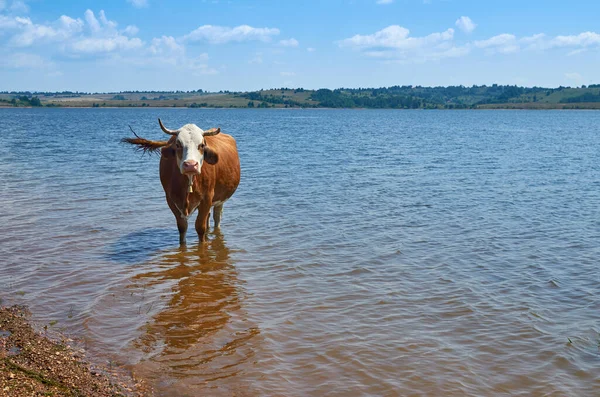 Cow Bell Refreshing Vlasina Lake Summer — Stock Photo, Image