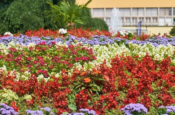 Пышные Красивые Цветы Яркими Красками Цветами Парке Vrnjacka Banja Сербия — стоковое фото