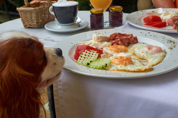 Dog - Cavalier King Charles Spaniel - sitting at a table with rich breakfast