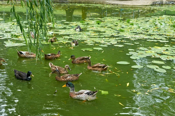Ducks in a green artificial pond with water lilies