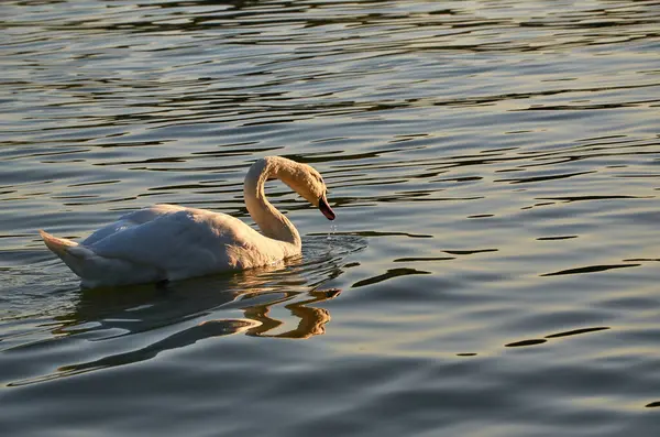 Cisne Branco Uma Superfície Água Durante Dia — Fotografia de Stock