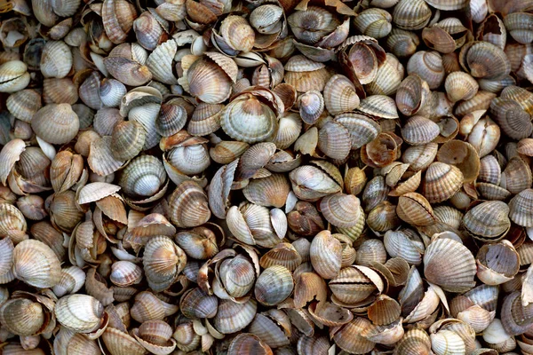 さまざまな貝殻の背景 — ストック写真