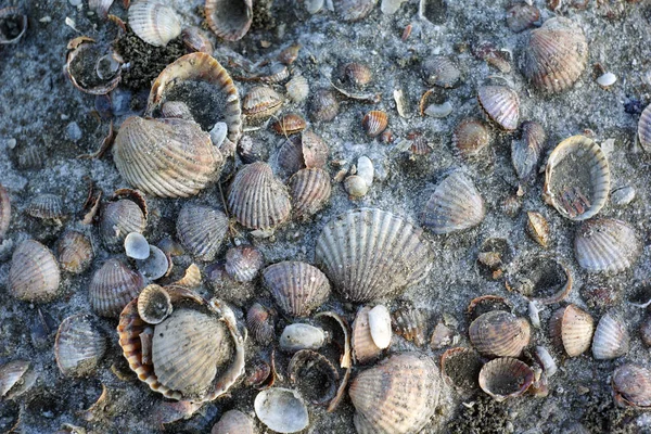 Shell blandas med sand och salt. — Stockfoto