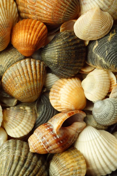 Conchas do mar close-up. papéis de parede — Fotografia de Stock