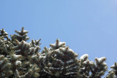 Karla kaplı Firavun dalları