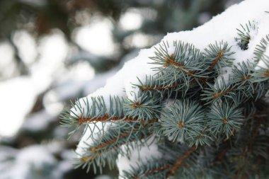 karla kaplı çam dalı