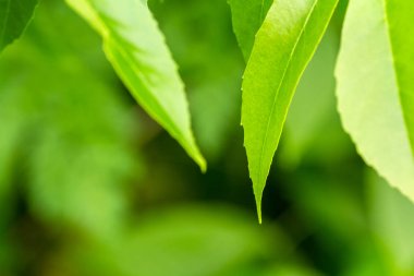 Yeşil yaprakları üzerinde arka plan bulanık. Başlık, resim için blog, dekorasyon için arka plan