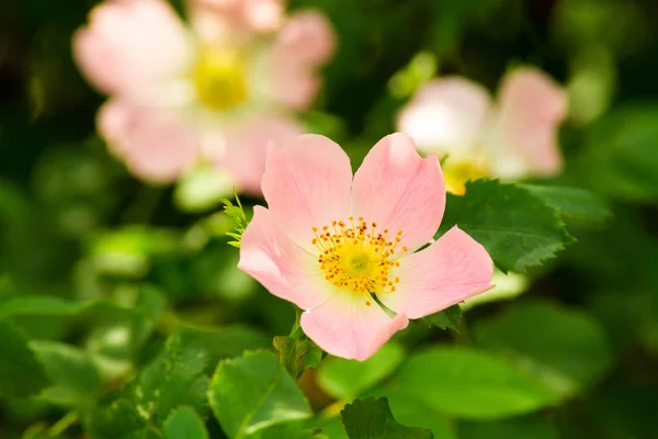 A háttérben a zöld levelek rózsaszín csipkebogyó virág — Stock Fotó