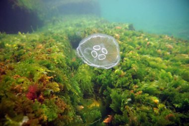 Su bitki örtüsü üzerinde küçük bir denizanası. Karadeniz kıyısında