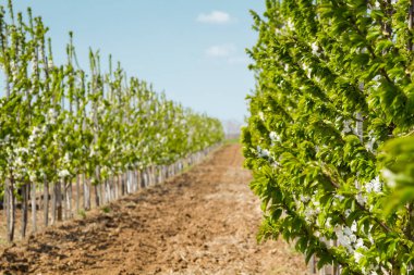 Endüstriyel bir bahçe genç ağaçlarda satırlarının. Perspektif resim