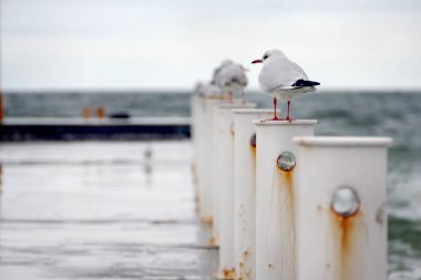 Bir martı iskelenin korkuluklarında duruyor.